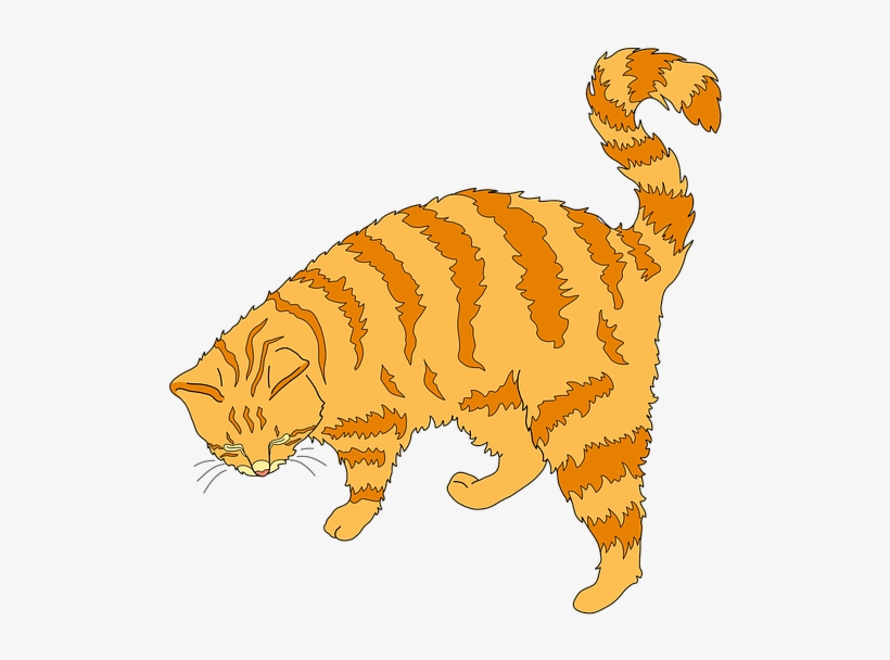 Cat, transparent png
