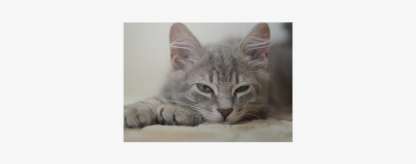 Ephéméride 2014 Une Question De Chats Par Jour - Cartonné, transparent png