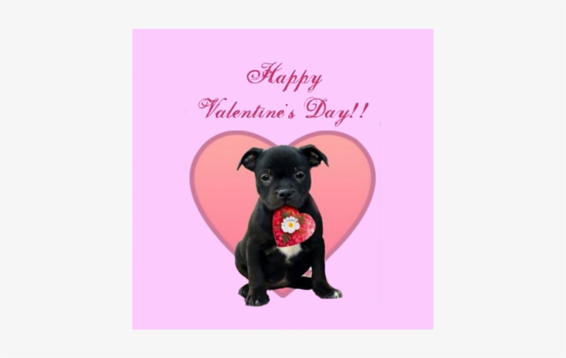 Happy Valentines Day Staffy, transparent png