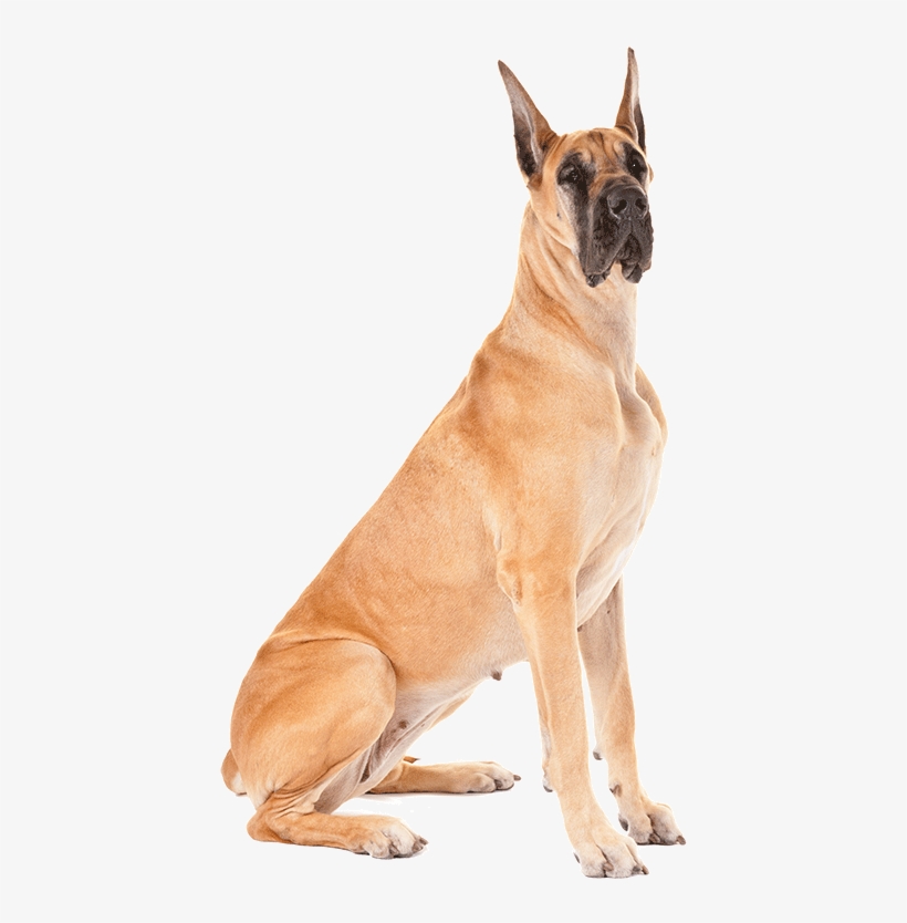 Fawn Great Dane Dog Sitting - Variation In Dog Breeds, transparent png