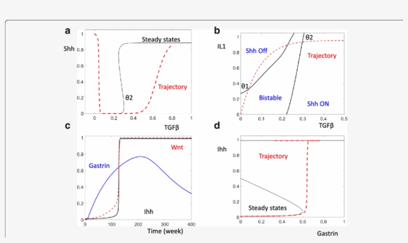 The Dynamic Control Of Shh And Ihh - Diagram, transparent png