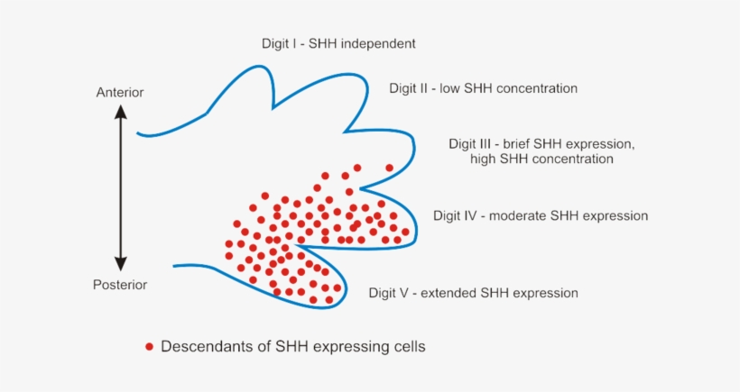 320 × 187 Pixels - Alt Attribute, transparent png
