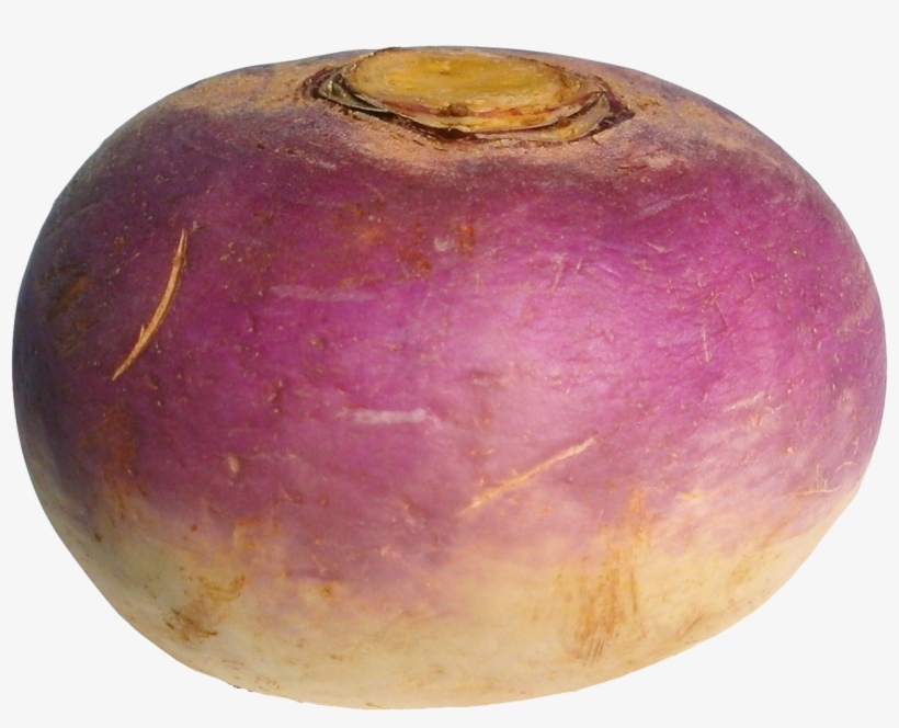 Raphanus Raphanistrum Subsp. Sativus, transparent png