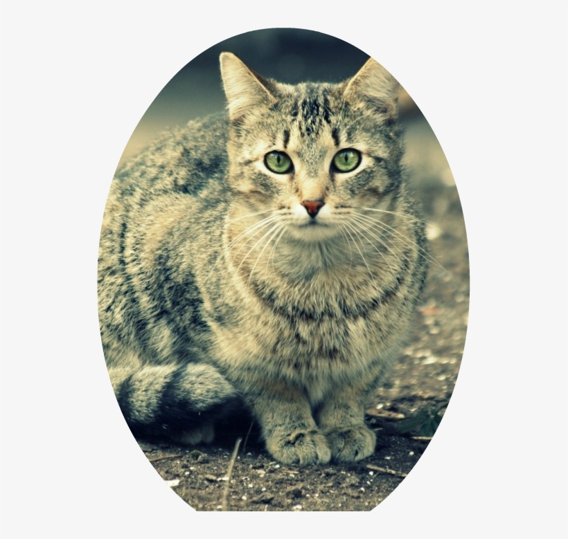 Beautiful Gray Cat With Green Eyes T2 - Rainbow Kitty - Cute Cat Retractable Badge Reel Id, transparent png