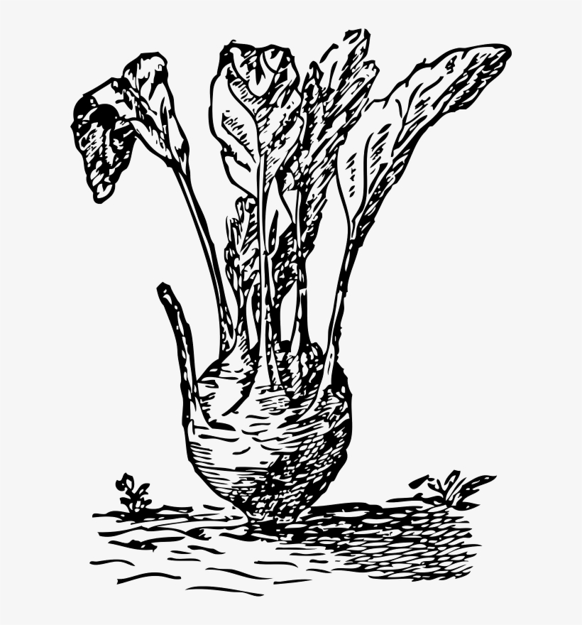 A Turnip - Kohlrabi Drawing, transparent png
