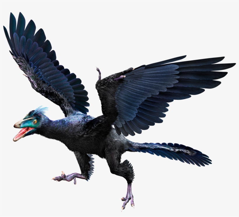 Archaeopteryx Hmie72 - Archaeopteryx Archeopteryx, transparent png