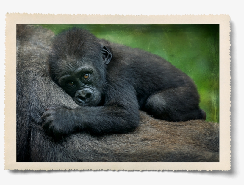Sleeping-gorilla, transparent png