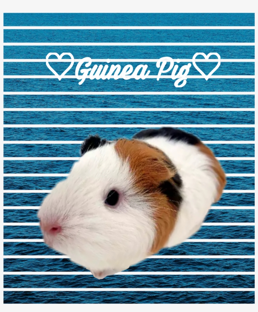 Guinea Pig, transparent png