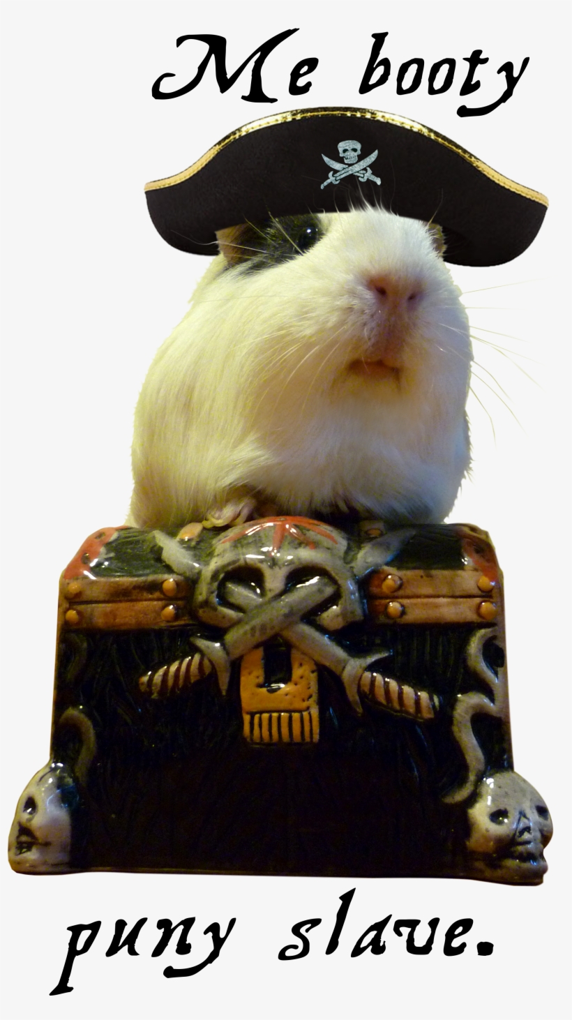 Guinea Pig Spock Showing Off His Booty - General Guinea Pig, transparent png
