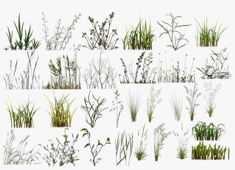 Grass - Crop, transparent png