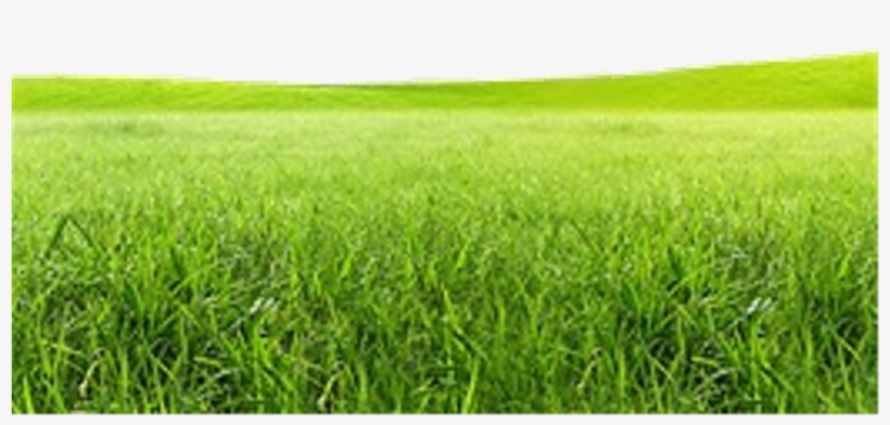 Meadow Clipart Campo - Campo Grass Png, transparent png