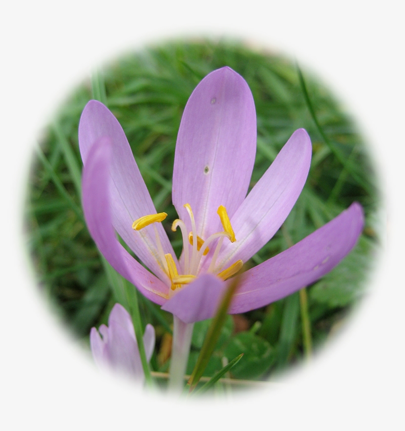 Saffron Flower Png, transparent png