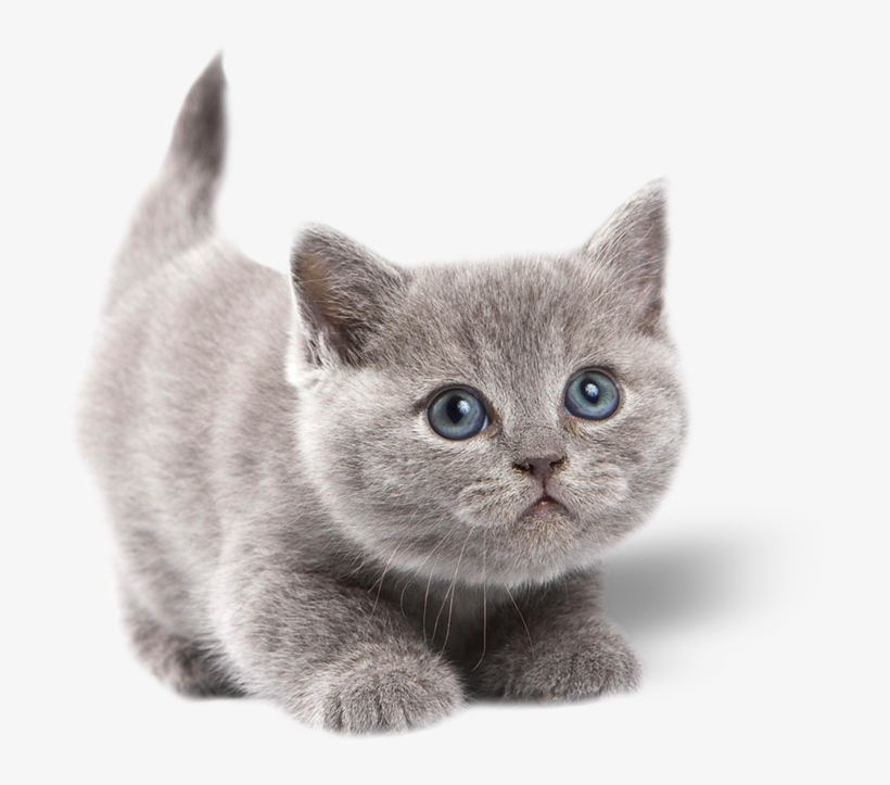 Gatoadmin2018 07 23t16 - Grey Cute Cats With Blue Eyes, transparent png