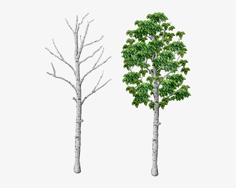 Birch Please - Pond Pine, transparent png