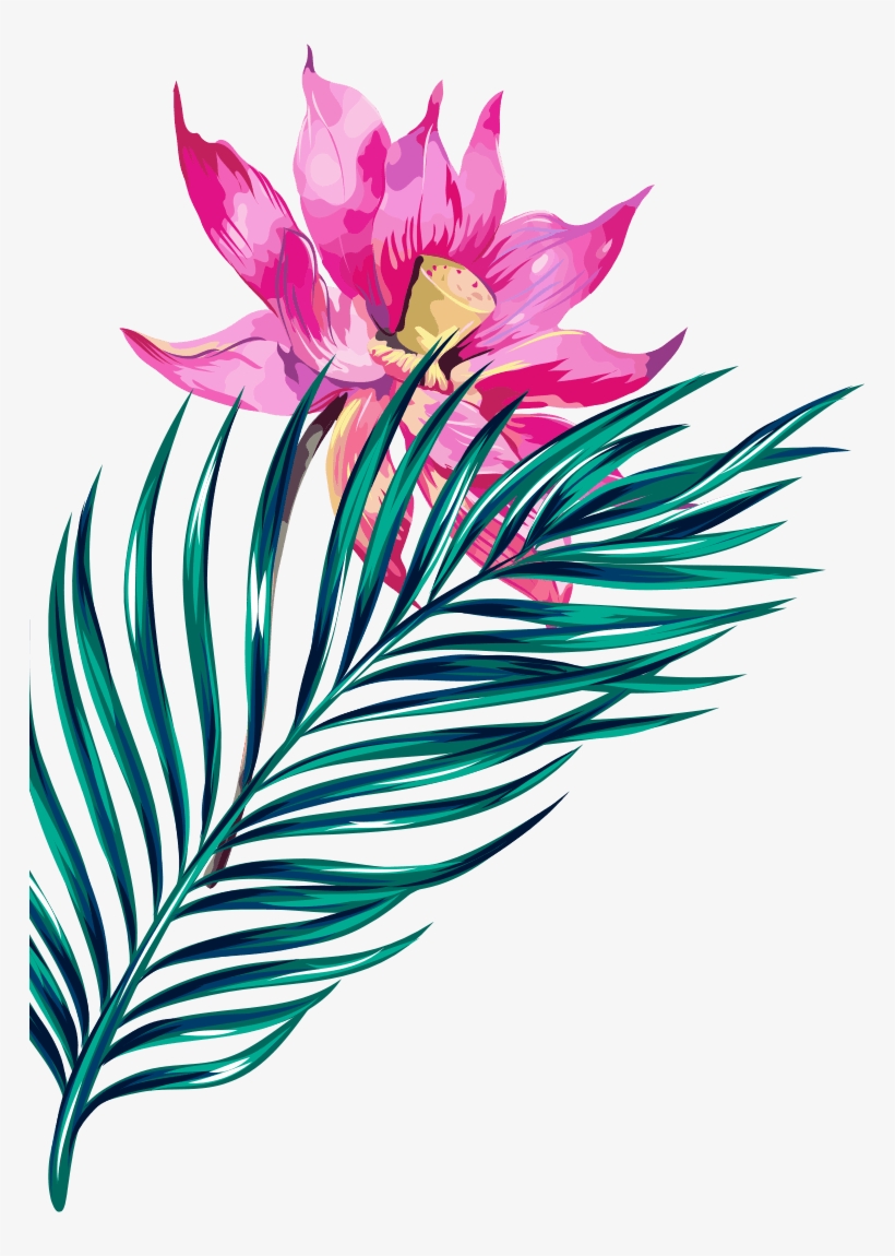 Water Lily, transparent png