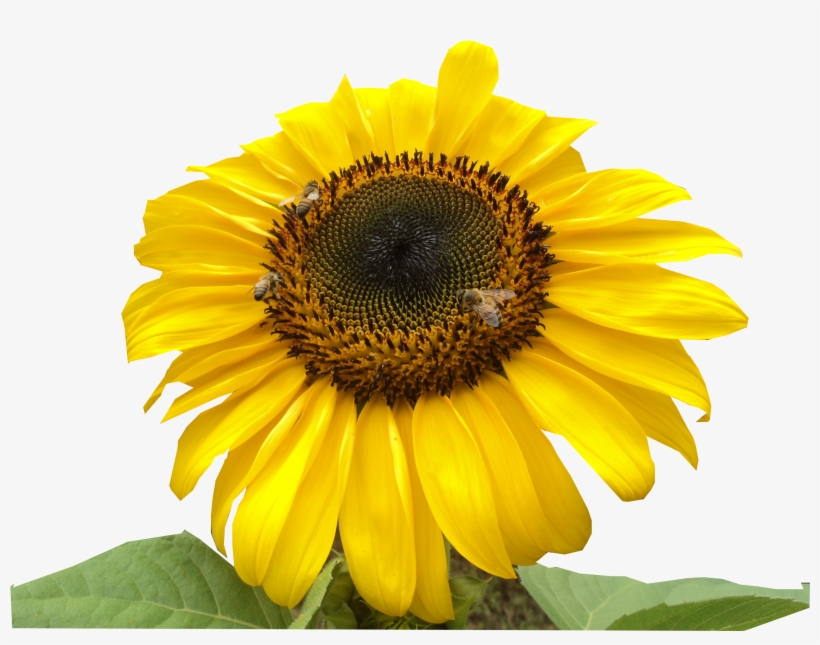 Girasol Abejas - Sunflower, transparent png