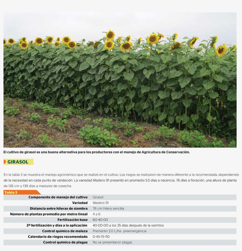 Regreso A Publicaciones - Plantation, transparent png