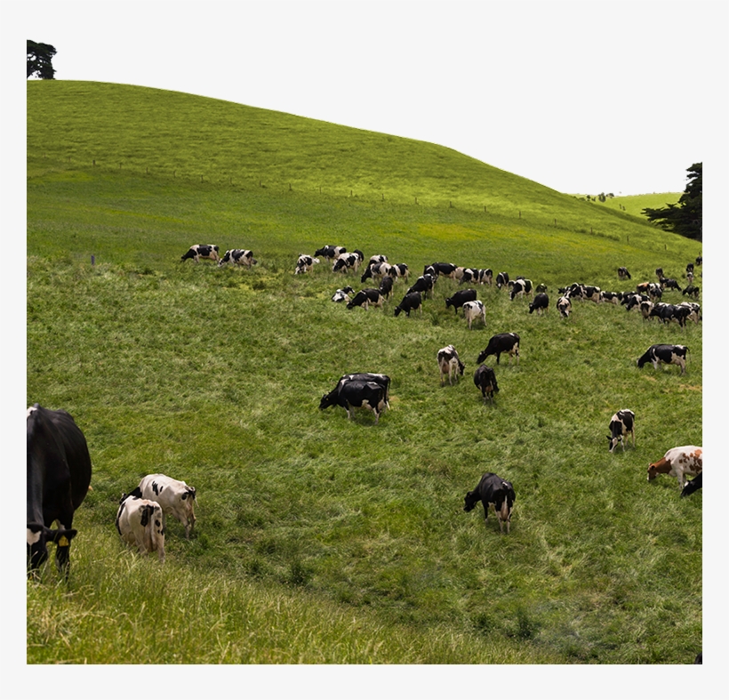 Burra Foods Pure Source Dairy Australia's Best Milk - Grazing, transparent png