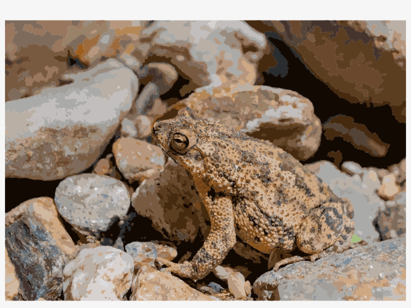 This Free Icons Png Design Of Bufo Marinus In Venezuela, transparent png