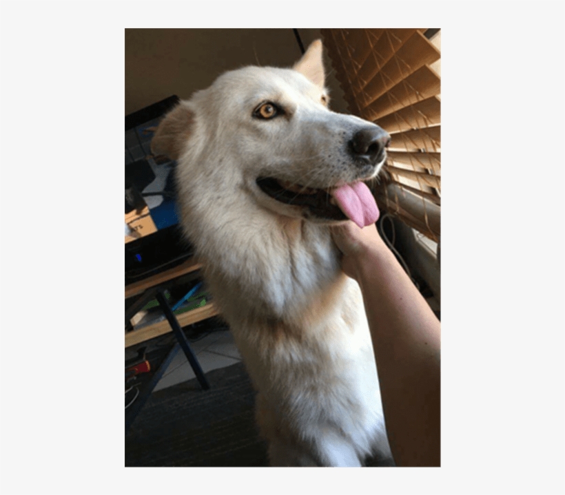Photo Of Liberty Bell - Labrador Husky, transparent png