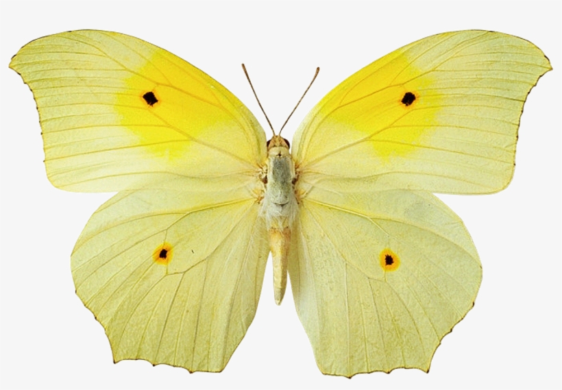 Yellow Butterfly Hd Wallpaper - Yellow Butterfly Png File, transparent png