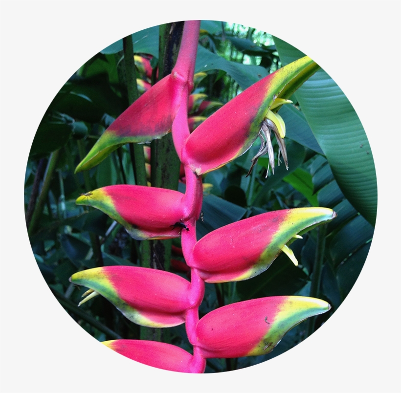 Acupuncture & Om - Heliconia, transparent png