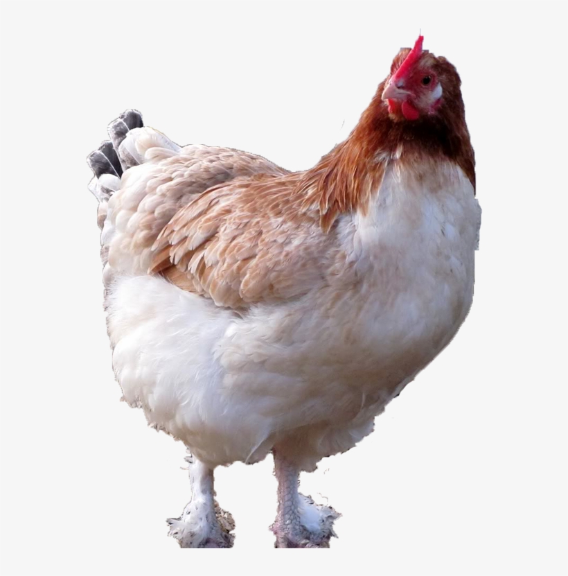 769 X 750 9 - Chicken Sitting Png, transparent png