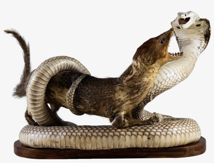 Pin By Swanky Monkey On Desirable Goods - Mongoose Png, transparent png