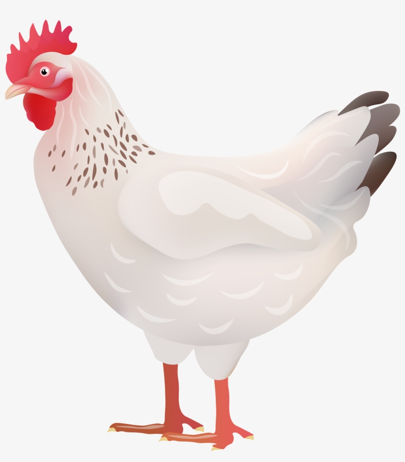 White Hen Transparent Image, transparent png