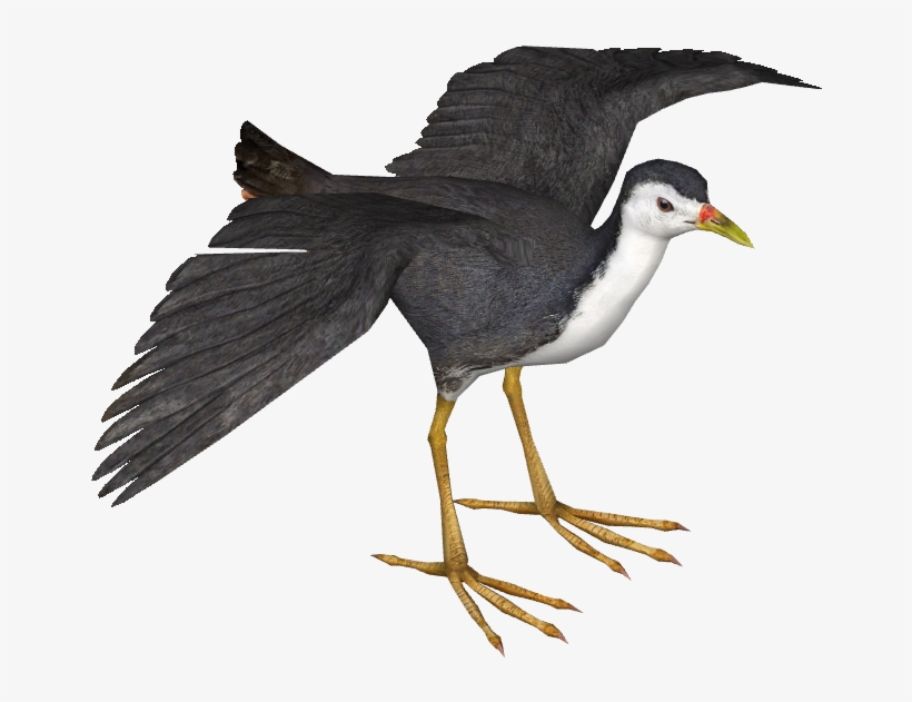 White-breasted Waterhen - White Breasted Waterhen Png, transparent png
