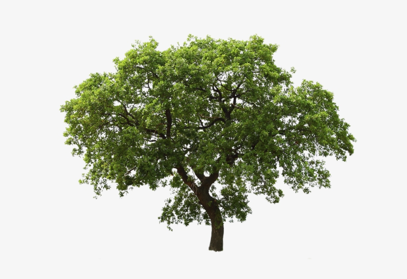 Tree Images Free - Oil Tree Png, transparent png