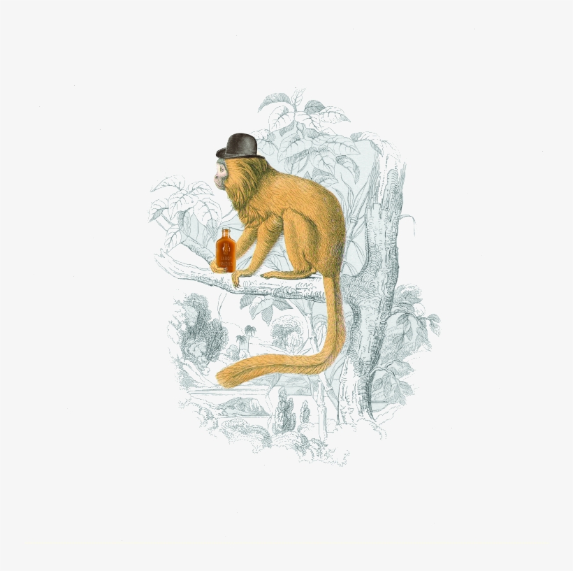 Midas Rosalia - Sketch, transparent png