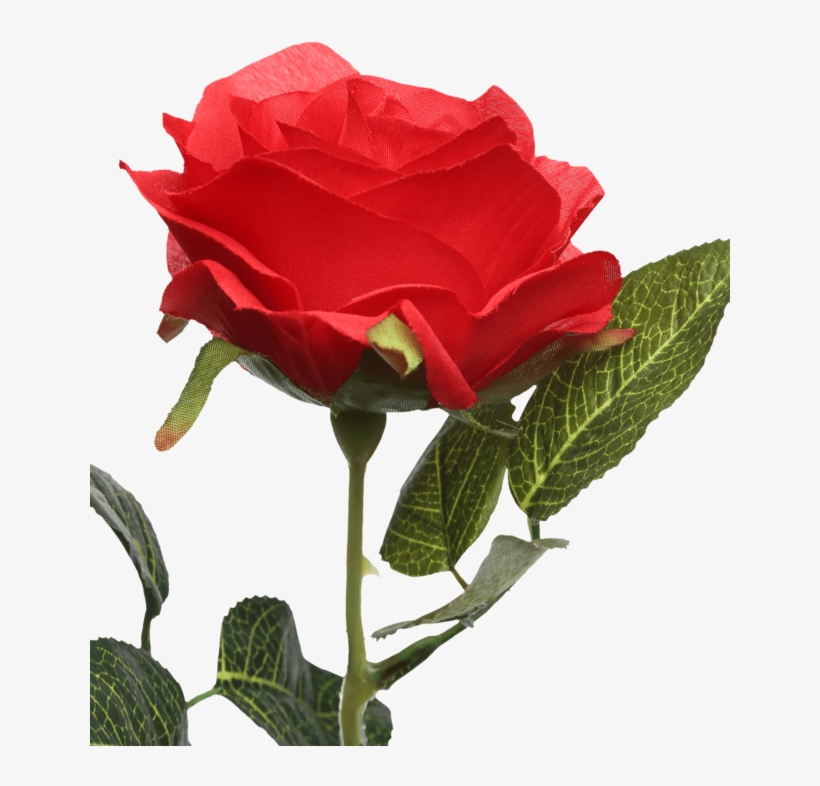 Single Rose Stem Red - Floribunda, transparent png