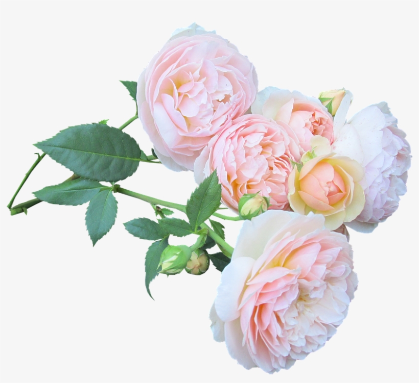 Rose, Flower, Bouquet, Love, Floral - Rose, transparent png