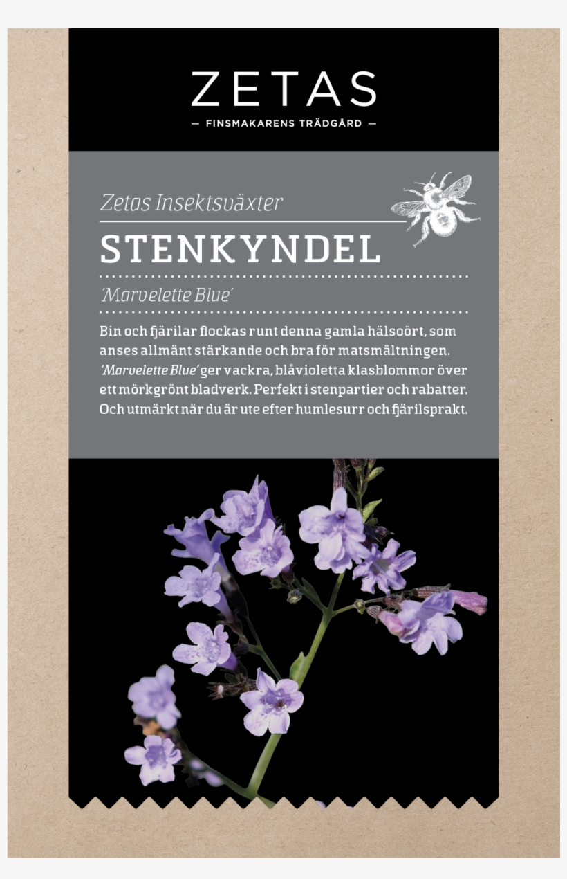 Zetas Stenkyndel 'marvelette Blue' - Luktärt Zeta, transparent png