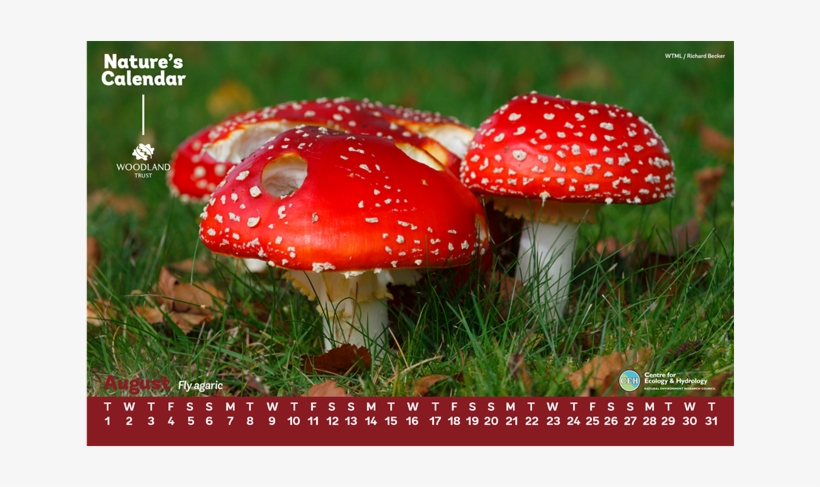 Use Our Fly Agaric Desktop Wallpaper During August - Things Found In Woodlands, transparent png