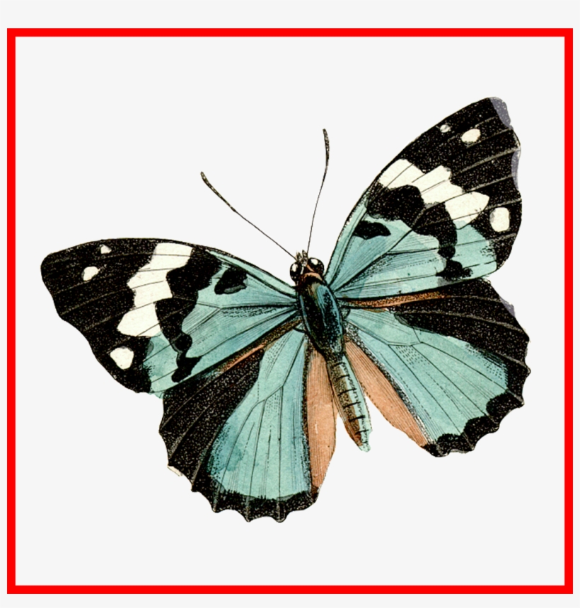 Brown And Blue Transparent Butterfly Clipart - Torre Eiffel Con Mariposa, transparent png