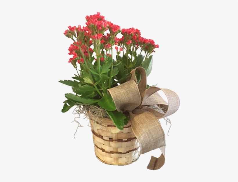 Kalanchoe In A Basket - Bouquet, transparent png