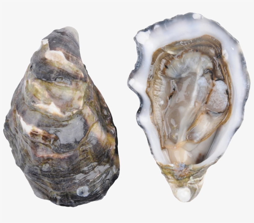Oysters Png - Pacific Oyster Png - 813x642 PNG Download - PNGkit