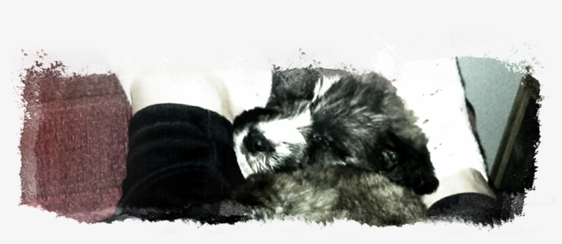 I Immediately Took Him To The Vets For A Check-up And - Striped Skunk, transparent png