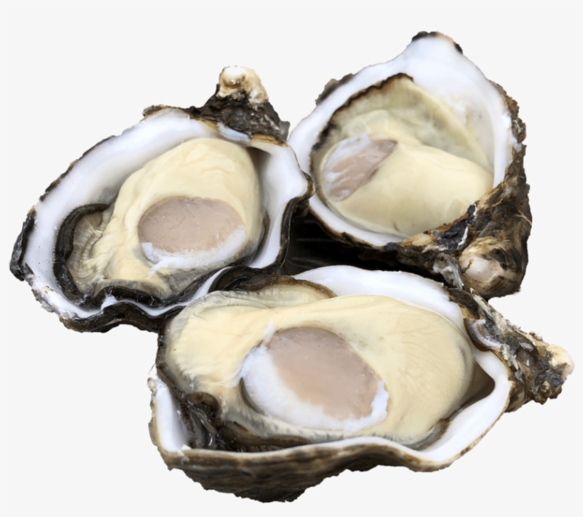 Single Seed Oysters - Tiostrea Chilensis, transparent png