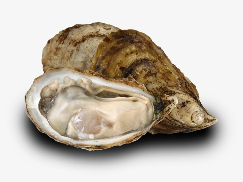 Also Called The Atlantic Oyster, Crassostrea Virginica - Tiostrea Chilensis, transparent png