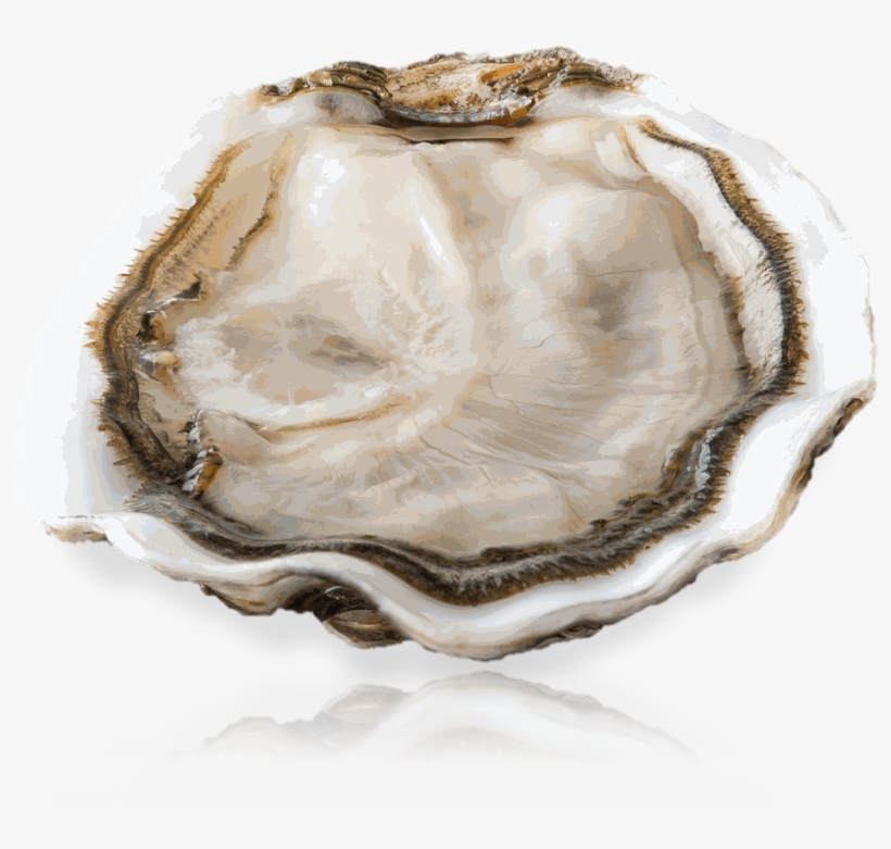 Gamme Grand Cru Marnostra - Tiostrea Chilensis, transparent png