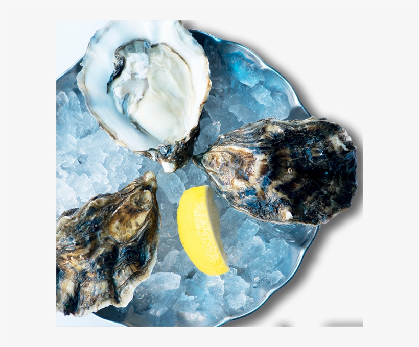 Oyster Poole Rock - Shell, transparent png