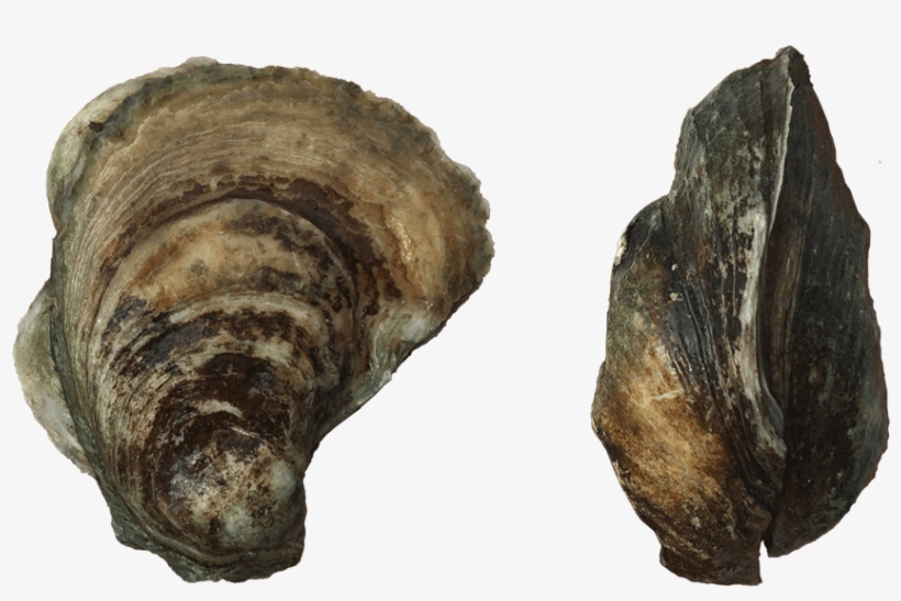 Port Royal Wild Oysters - Shell, transparent png