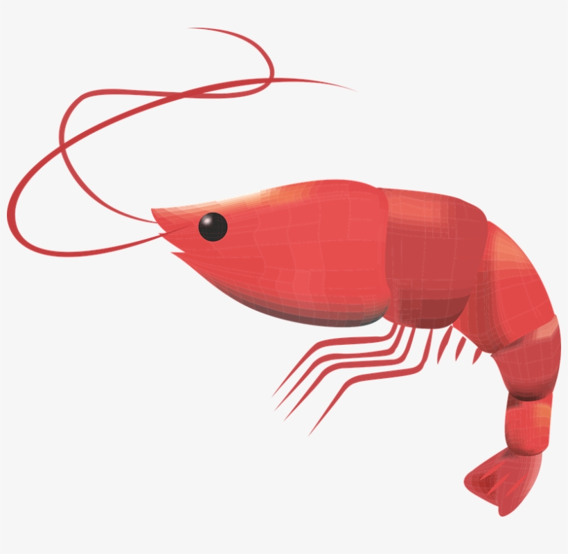Prawn Crustacean Seafood Fresh Prawns Gourmet - Shrimp Free Vector Png, transparent png