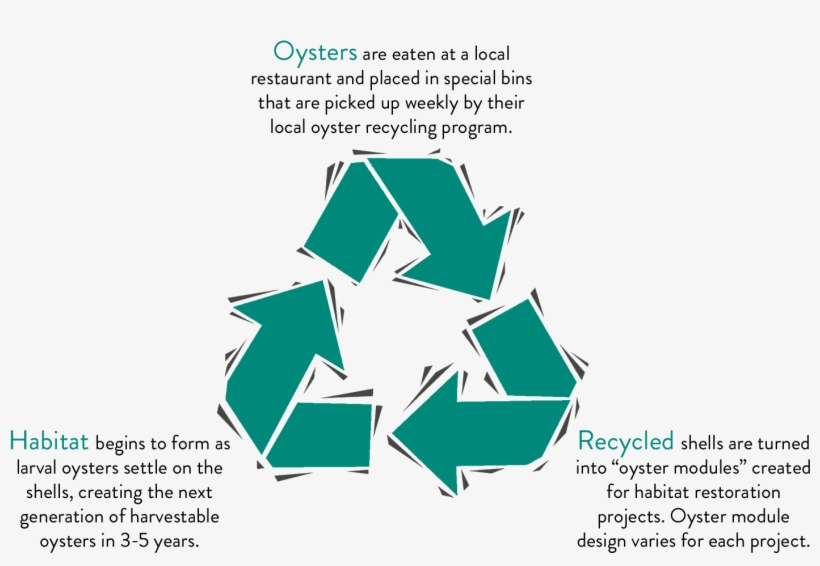 Every Day, Thousands Of Oysters Are Devoured In Florida - Recycling, transparent png