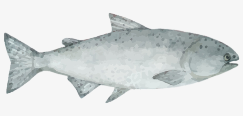 The Organizers Will Assist Delegates To Obtain Their - Brown Trout, transparent png