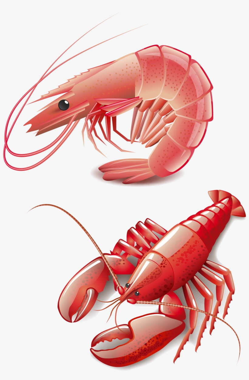 Seafood Homarus Cooking Red Lobster Clip Art - Shrimp Vector Free Download, transparent png