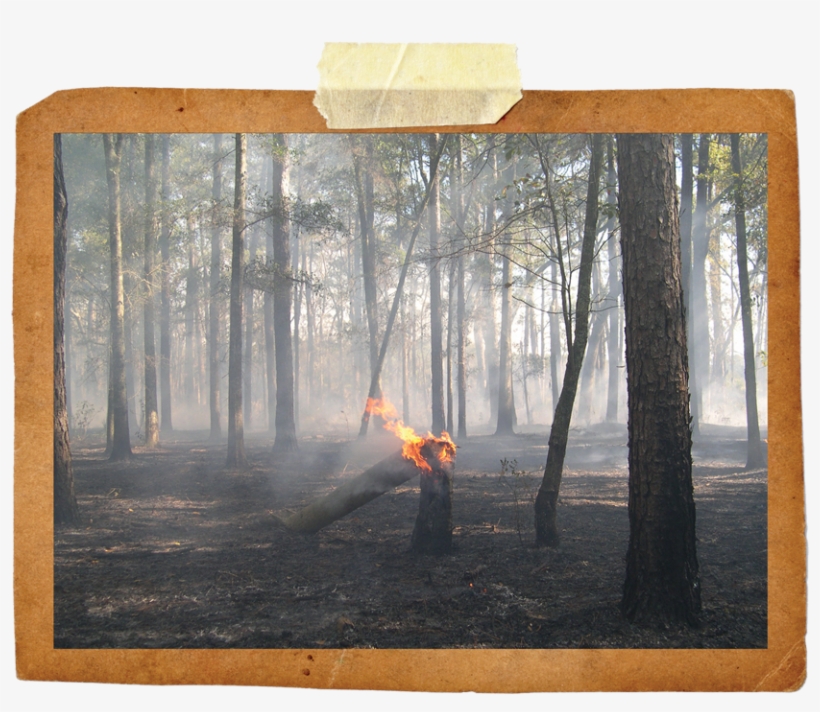 1 - Picture Frame, transparent png